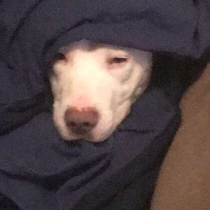 Meet your Posher, Joe